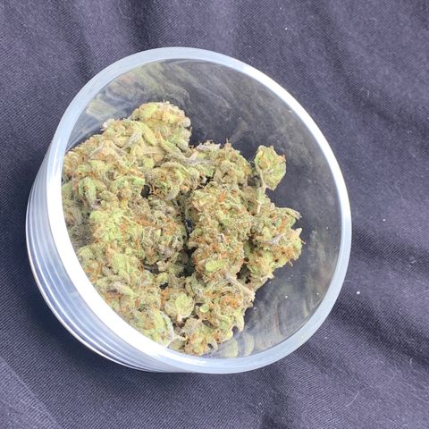Mota Hari XX growlog timeline photo
