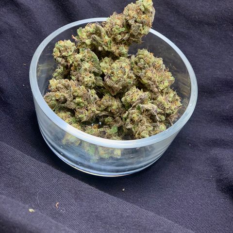 Mota Hari XX growlog timeline photo