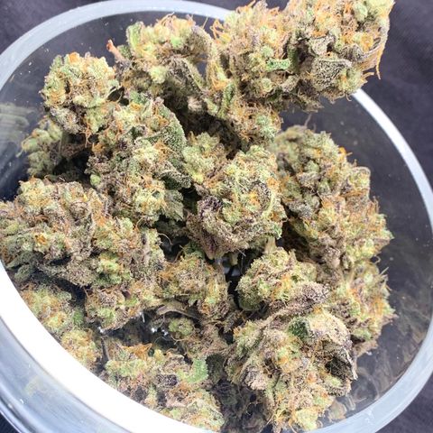 Mota Hari XX growlog timeline photo