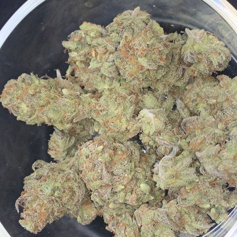 Mota Hari XX growlog timeline photo