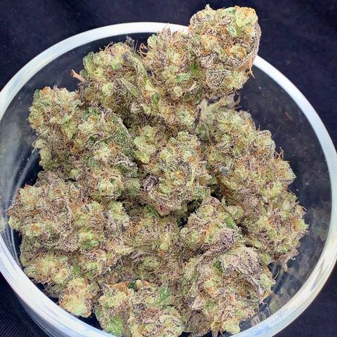 Mota Hari XX growlog timeline photo
