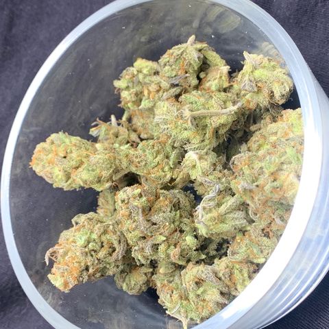 Mota Hari XX growlog timeline photo