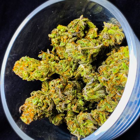 Mota Hari XX growlog timeline photo