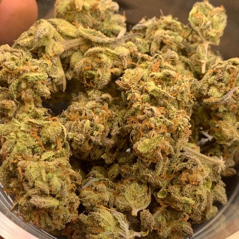 Mota Hari XX growlog timeline photo