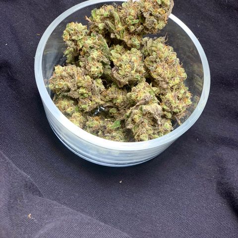 Mota Hari XX growlog timeline photo