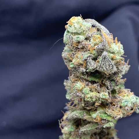 Mota Hari XX growlog timeline photo