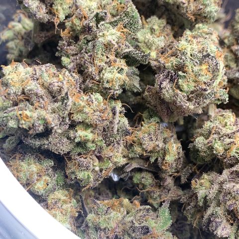 Mota Hari XX growlog timeline photo