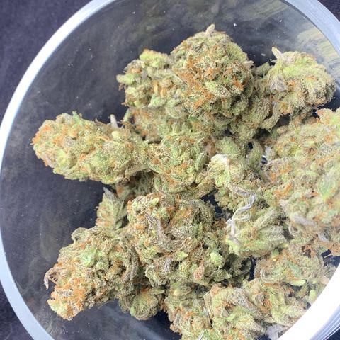 Mota Hari XX growlog timeline photo