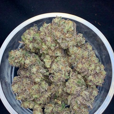 Mota Hari XX growlog timeline photo