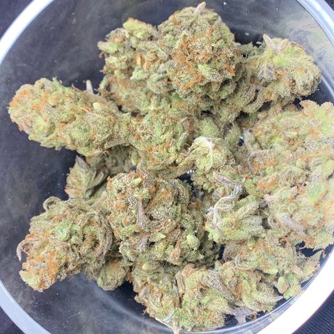 Mota Hari XX growlog timeline photo