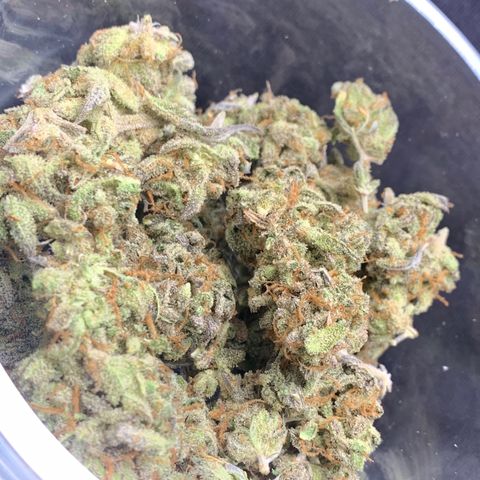 Mota Hari XX growlog timeline photo