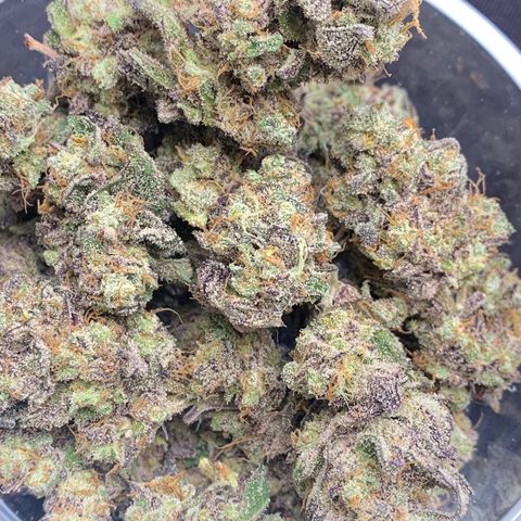 Mota Hari XX growlog timeline photo
