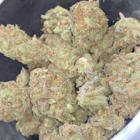 Mota Hari XX growlog timeline photo