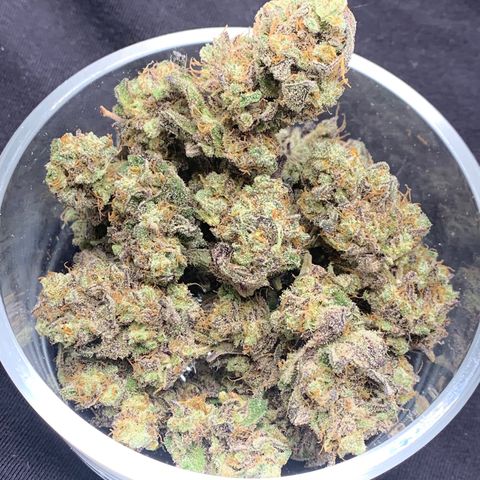 Mota Hari XX growlog timeline photo
