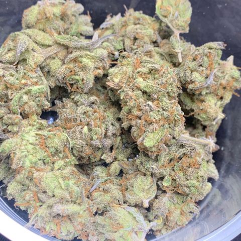 Mota Hari XX growlog timeline photo