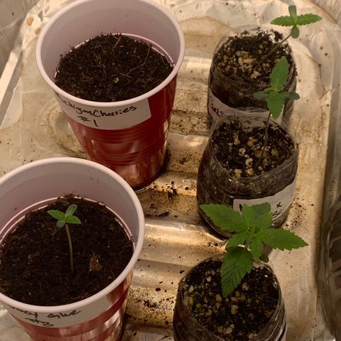 Tangie Auto 🍊  growlog timeline photo