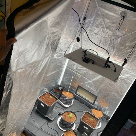 Tangie Auto 🍊  growlog timeline photo
