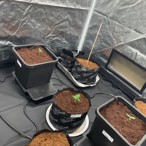 Tangie Auto 🍊  growlog timeline photo