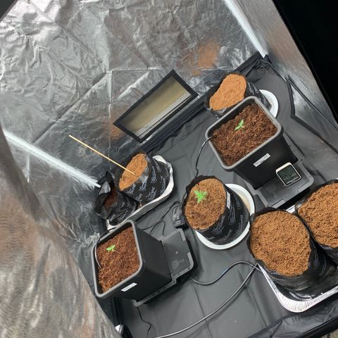 Tangie Auto 🍊  growlog timeline photo