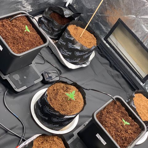 Tangie Auto 🍊  growlog timeline photo