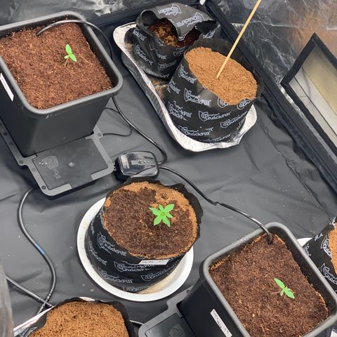 Tangie Auto 🍊  growlog timeline photo