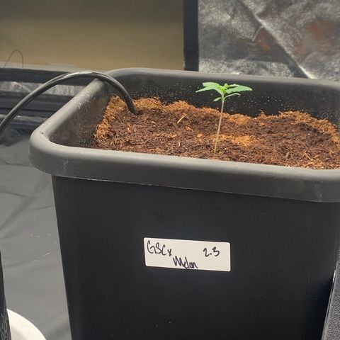 Tangie Auto 🍊  growlog photo: Top watery