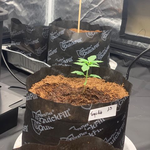 Tangie Auto 🍊  growlog photo: Top watery