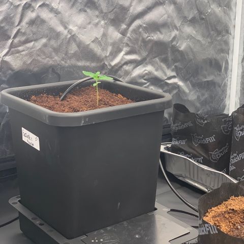 Tangie Auto 🍊  growlog photo: Top watery