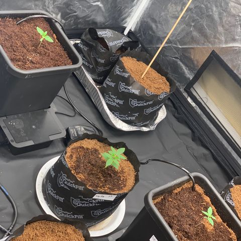 Tangie Auto 🍊  growlog photo: Top watery