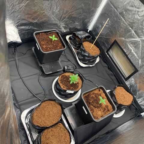 Tangie Auto 🍊  growlog timeline photo