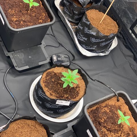 Tangie Auto 🍊  growlog timeline photo