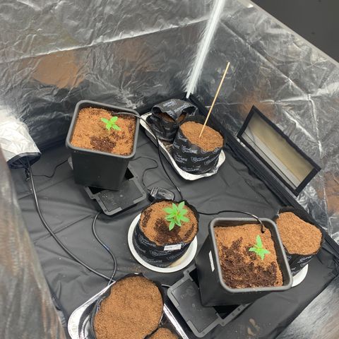 Tangie Auto 🍊  growlog timeline photo