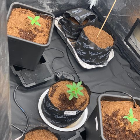 Tangie Auto 🍊  growlog timeline photo