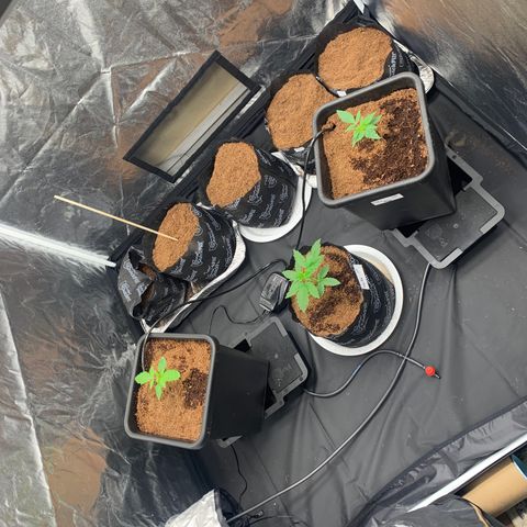 Tangie Auto 🍊  growlog photo: Cleaned n growing