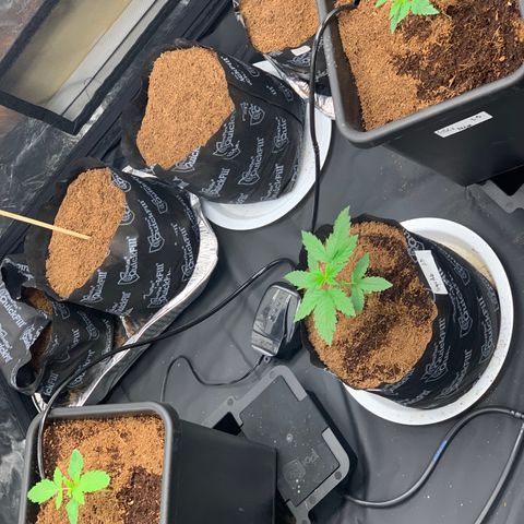 Tangie Auto 🍊  growlog photo: Cleaned n growing