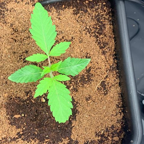 Gazzurple  ⛽️ 🍇  growlog photo: Thicc leaf
