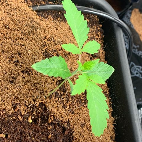 Gazzurple  ⛽️ 🍇  growlog photo: Thicc leaf