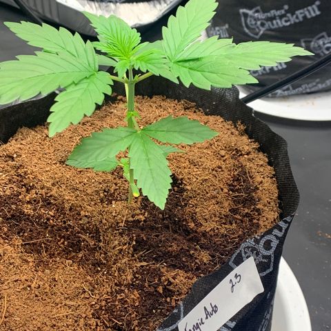 Tangie Auto 🍊  growlog photo: WE TOPPED THE AUTO