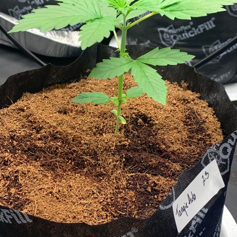 Tangie Auto 🍊  growlog photo: WE TOPPED THE AUTO