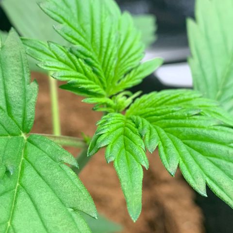 Tangie Auto 🍊  growlog photo: WE TOPPED THE AUTO