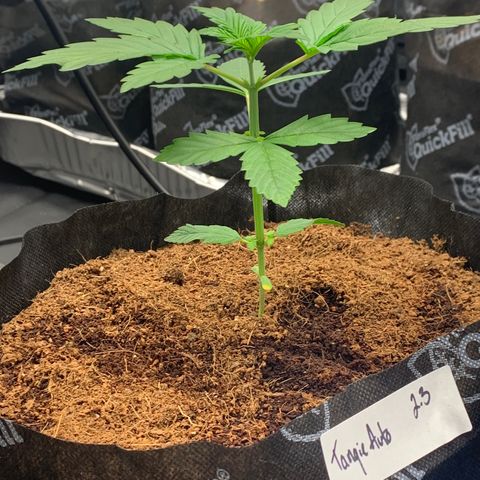Tangie Auto 🍊  growlog photo: WE TOPPED THE AUTO