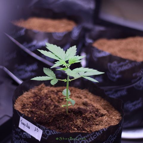 Tangie Auto 🍊  growlog photo: Quick Nikon ting