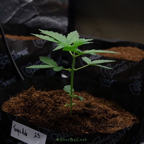 Tangie Auto 🍊  growlog photo: Quick Nikon ting