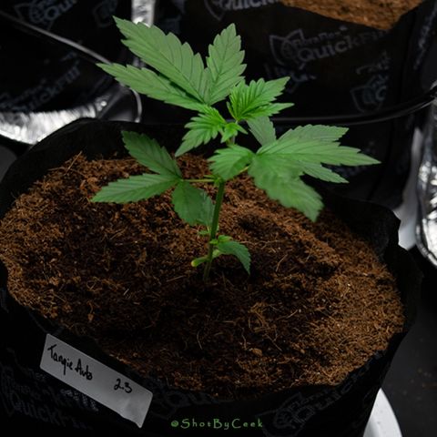 Tangie Auto 🍊  growlog photo: Quick Nikon ting