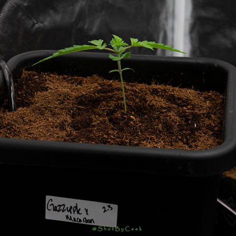 Gazzurple  ⛽️ 🍇  growlog photo: Quick Nikon ting
