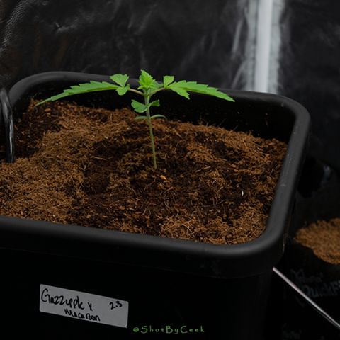 Gazzurple  ⛽️ 🍇  growlog photo: Quick Nikon ting