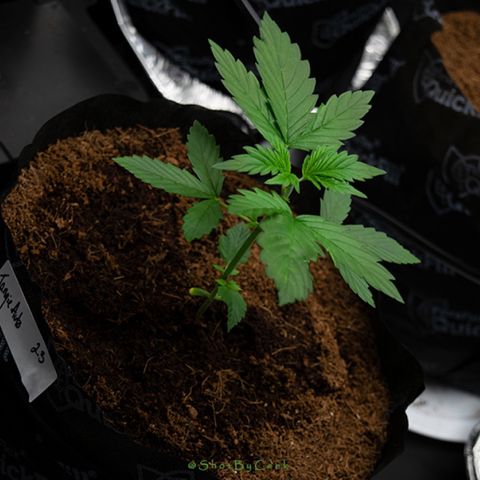 Tangie Auto 🍊  growlog photo: Quick Nikon ting