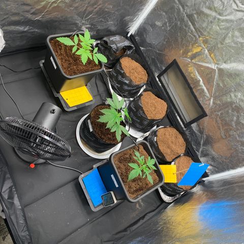 Tangie Auto 🍊  growlog photo: We crop salty now bby