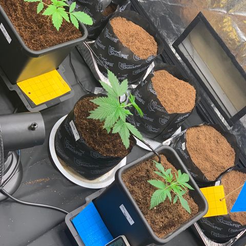 Tangie Auto 🍊  growlog photo: We crop salty now bby