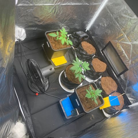 Tangie Auto 🍊  growlog timeline photo